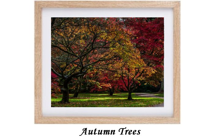 Autumn Trees And Foilage Print